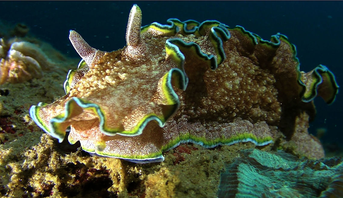 Nudibranch - Glossodoris cincta  Ahe Island,Geotagged,Glossodoris cincta,Indonesia,Irian Jaya,Nudibranch,West Papua