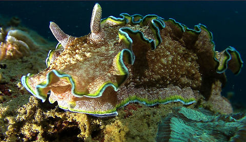 Nudibranch - Glossodoris cincta  Ahe Island,Geotagged,Glossodoris cincta,Indonesia,Irian Jaya,Nudibranch,West Papua