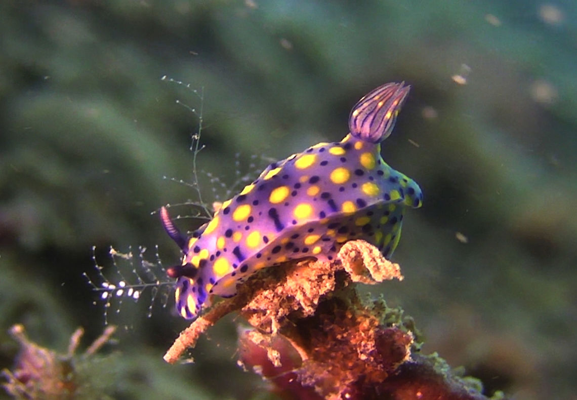Nudibranch - Hypselodoris infucata  Ahe Island,Geotagged,Hypselodoris infucata,Indonesia,Irian Jaya,Nudibranch,West Papua