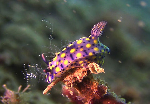 Hypselodoris infucata