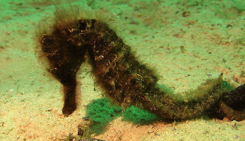 Estuary Seahorse - Hippocampus kuda  Estuary Seahorse,Geotagged,Hippocampus kuda,Mabul Island,Malaysia,Sabah,Seahorse,Yellow seahorse