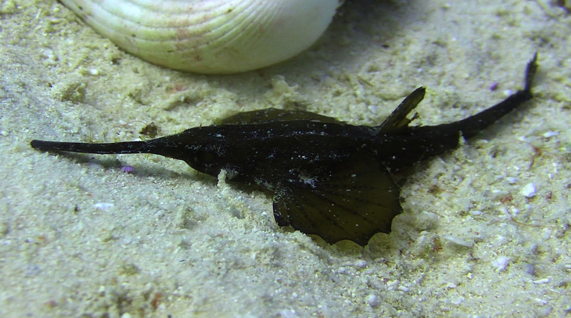 Slender Sea Moth - Pegasus volitans The Slender Sea Moth - Pegasus volitans is similar to the more common Dragon Sea Moth - Pegasus draconis, but with longer tapered snout and more slender and uniformly tapered body; brown with dark reticulations. Geotagged,Mabul Island,Malaysia,Pegasus volitans,Sabah,Sea Moth,Slender Sea Moth