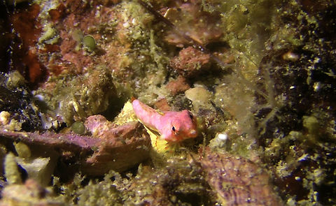 Juvenile Moyer's Dragonet - Synchiropus moyeri  Dragonet,Geotagged,Mabul Island,Malaysia,Moyer's Dragonet,Sabah,Synchiropus moyeri