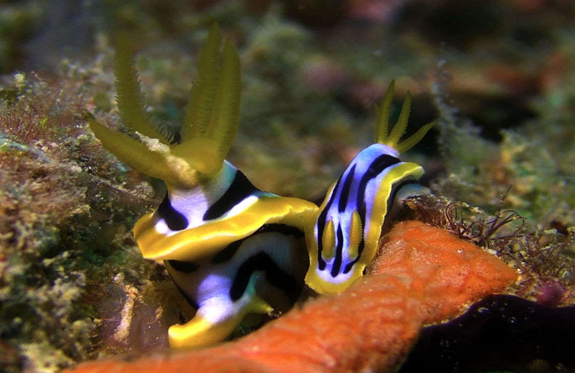Nudibranch - Chromodoris quadricolor, mating  Chromodoris quadricolor,Geotagged,Mabul Island,Malaysia,Nudibranch,Pyjama Slug,Sabah