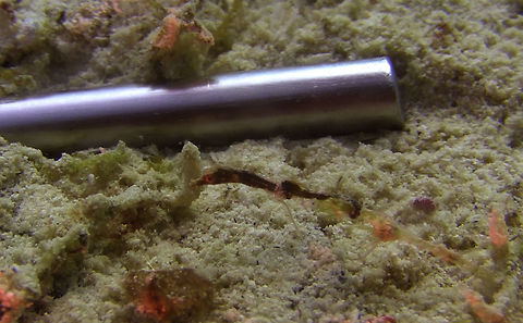 Juvenile Shortpouch Pygmy Pipehorse - Acentronura breviperula A juvenile Shortpouch Pygmy Pipehorse - Acentronura breviperula, around 3 cm in length but very slender.  The pointed was placed next to it for size reference, the diameter of the pointer is around 1 cm. Acentronura breviperula,Geotagged,Mabul Island,Malaysia,Pipehorse,Pygmy Pipehorse,Sabah,Shortpouch Pygmy Pipehorse