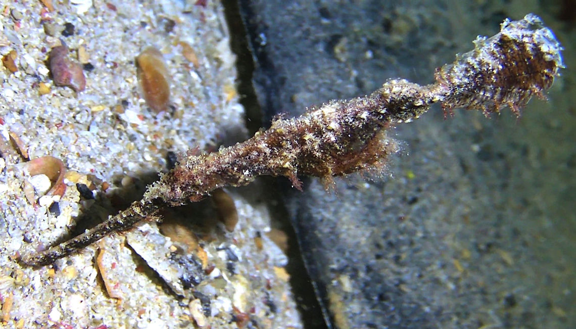 Robust Ghost pipefish - Solenostomus cyanopterus  Fish,Geotagged,Ghost Pipefish,Mabul Island,Malaysia,Pipefish,Robust ghost pipefish,Sabah,Solenostomus cyanopterus