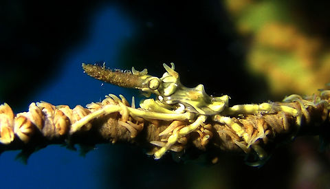 Xeno Crab - Xenocarcinus tuberculatus  Crab,Geotagged,Mabul Island,Malaysia,Sabah,Xeno Crab,Xenocarcinus tuberculatus
