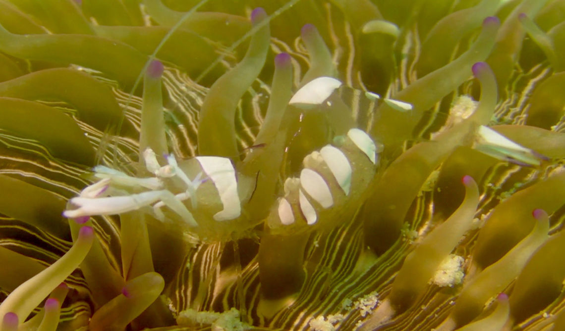 Cleaner Shrimp - Ancylomenes magnificus  Ancylomenes magnificus,Cleaner Shrimp,Geotagged,Mabul Island,Malaysia,Sabah,Shrimp