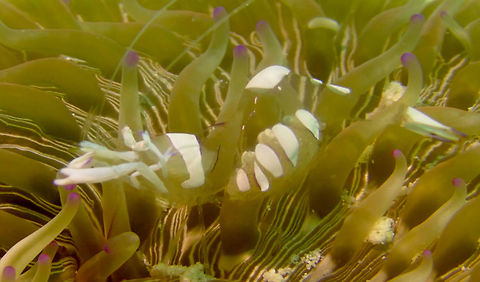 Cleaner Shrimp - Ancylomenes magnificus  Ancylomenes magnificus,Cleaner Shrimp,Geotagged,Mabul Island,Malaysia,Sabah,Shrimp