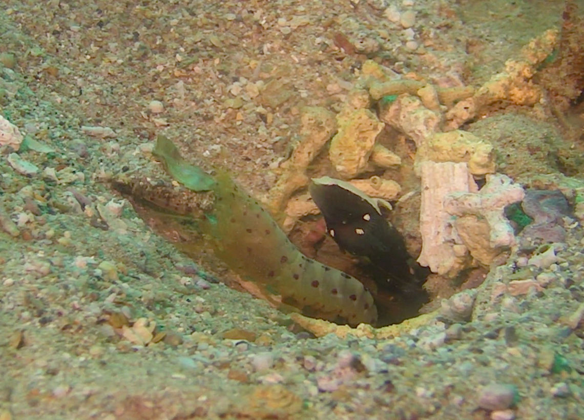 White Cap Shrimp Goby - Lotilia graciliosa The White Cap Shrimp Goby - Lotilia graciliosa is dark brown with white band from snout to dorsal fin&#039; ocellated spot on 1st dorsal fin, clear pectoral and tail fins with large brown spots.  They share burrows with Alpheid Shrimp, which can be seen in the picture. Fish,Geotagged,Goby,Lotilia graciliosa,Mabul Island,Malaysia,Sabah,Shrimp Goby,White Cap Shrimp Goby