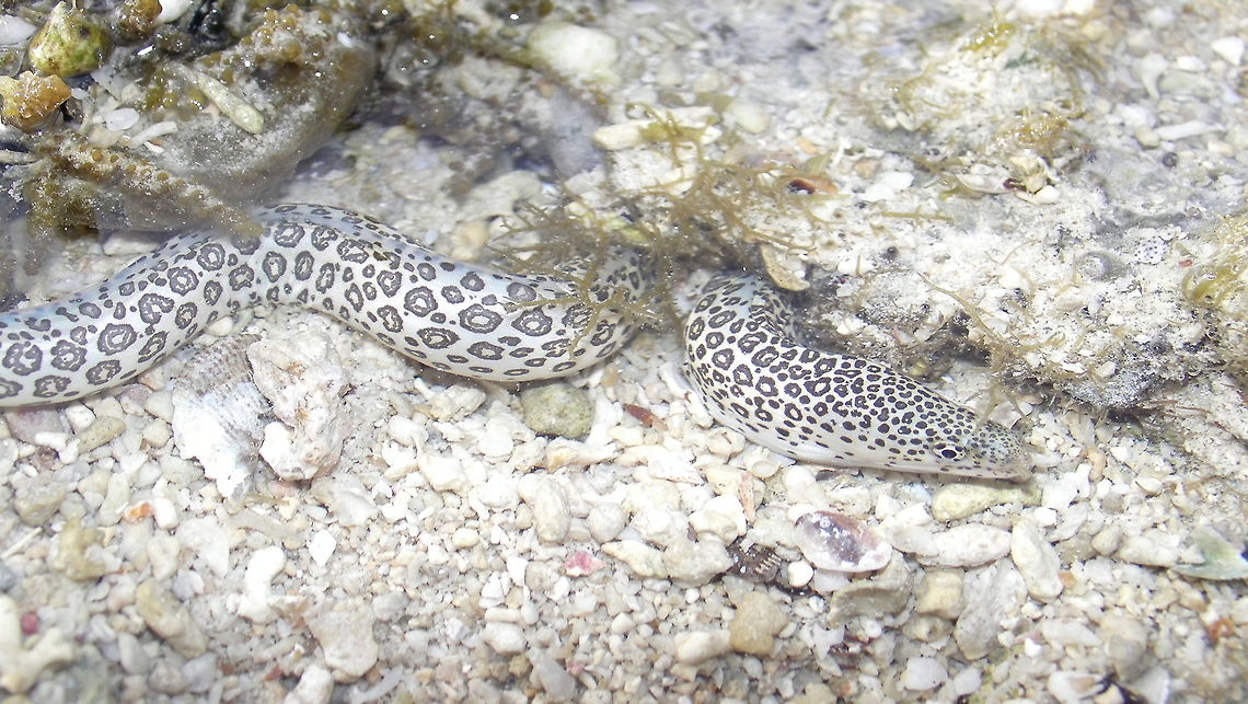 Peppered Moray Eel - Gymnothorax pictus Saw this Peppered Moray Eel - Gymnothorax pictus in tidal pools during low tide.<br />
They were in various sizes of 30-50 cm, body is nearly all white with brown spots/markings. Ahe Island,Eel,Geotagged,Gymnothorax pictus,Indonesia,Irian Jaya,Moray Eel,Peppered Moray Eel,Summer,West Papua