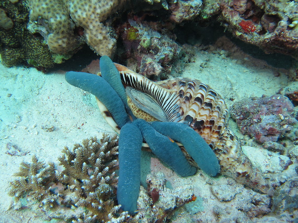 Feeding on Blue Sea Star Triton's Trumpet - Charonia tritonis, large in size, around 30 cm, is a predatory Sea Snail and feeds on Sea Starts including Crown of Thorns. Charonia tritonis,Fall,Geotagged,Malaysia,Shell,Sipadan,Triton,Triton's Trumpet,sabah