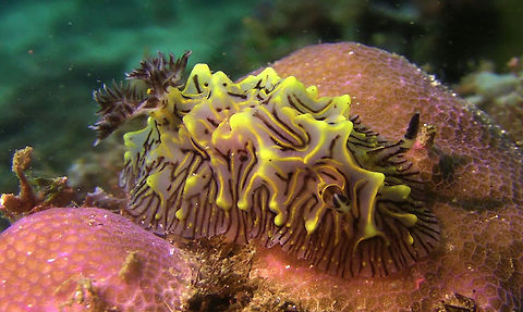 Nudibranch - Halgerda willeyi  Anilao,Batangas,Geotagged,Halgerda willeyi,Nudibranch,Philippines,Willey's Halgerda