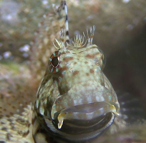 Banded Blenny