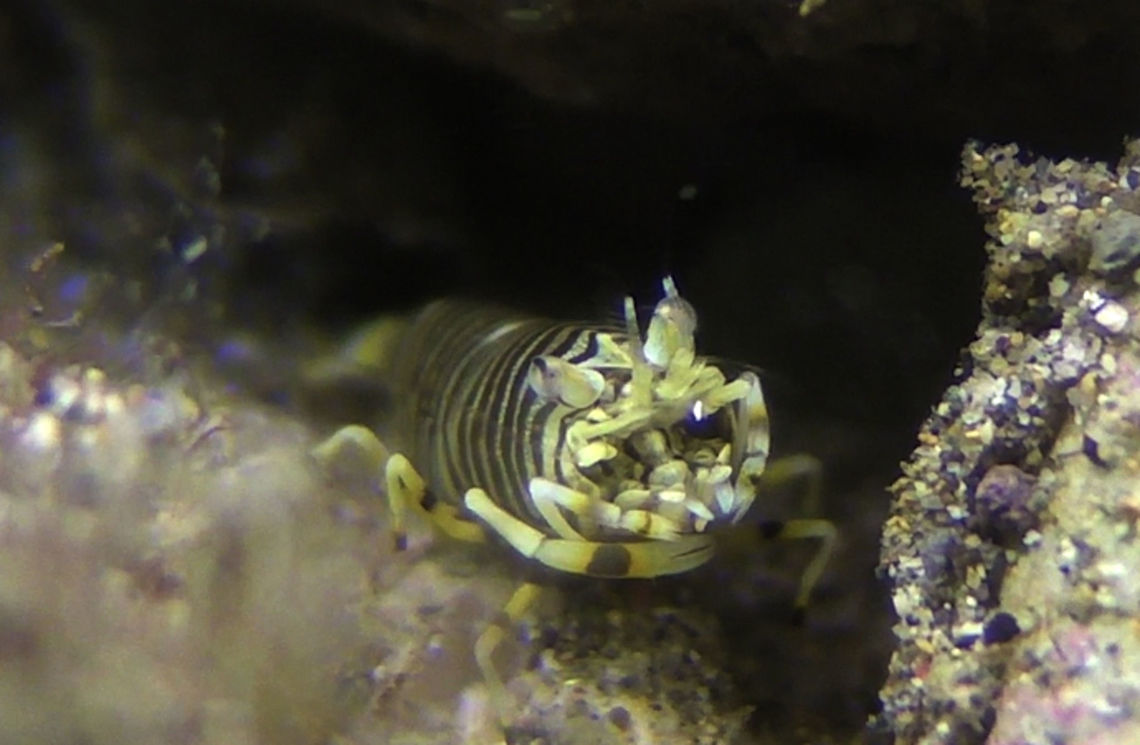 Bumble Bee Shrimp - Gnathophyllum americanum  Bali,Bumble Bee Shrimp,Geotagged,Gnathophyllum americanum,Indonesia,Shrimp