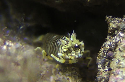 Bumble Bee Shrimp - Gnathophyllum americanum  Bali,Bumble Bee Shrimp,Geotagged,Gnathophyllum americanum,Indonesia,Shrimp