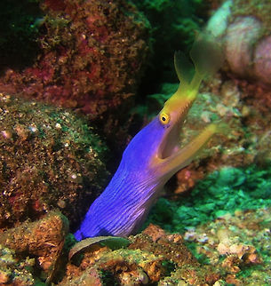 Ribbon Eel - Rhinomuraena quaesita  Bali,Blue Riboon Eel,Eel,Geotagged,Indonesia,Rhinomuraena quaesita,Ribbon eel
