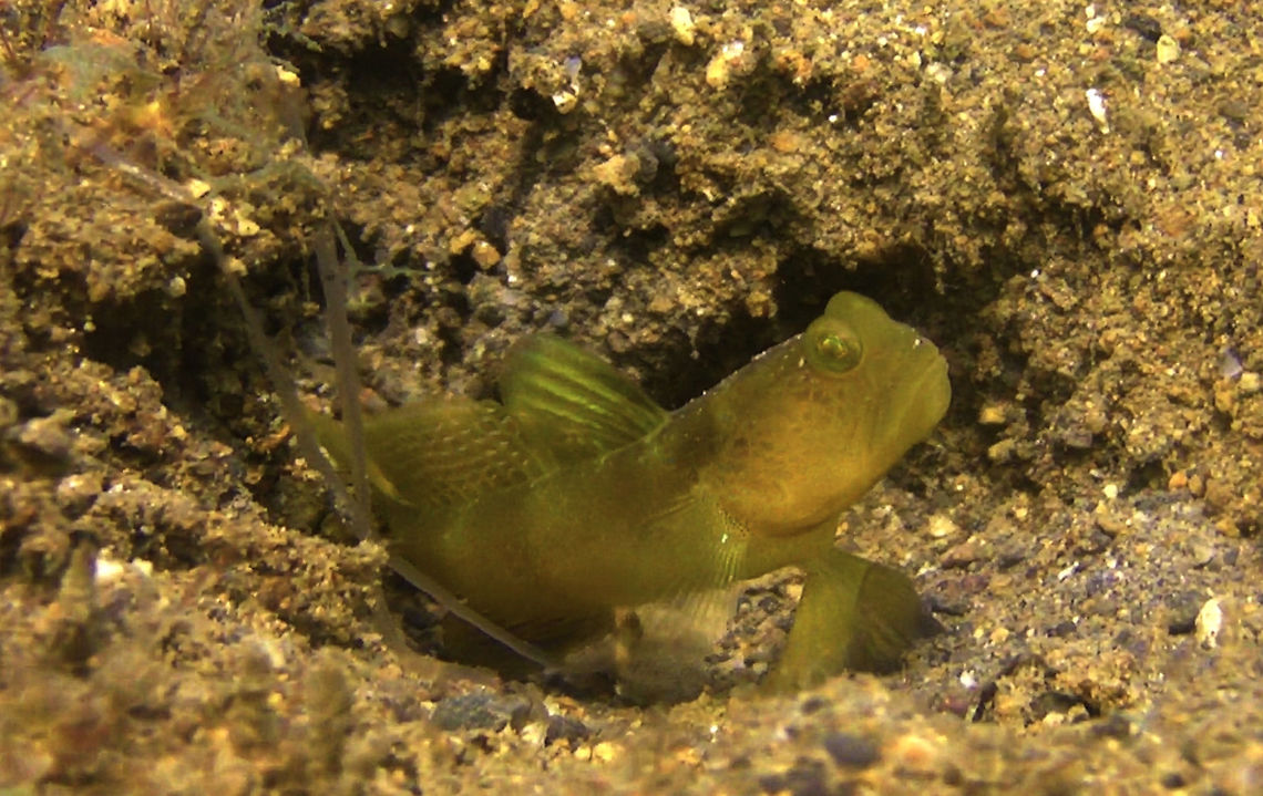 Banded Shrimp Goby - Cryptocentrus cinctus  Anilao,Batangas,Cryptocentrus cinctus,Fish,Geotagged,Goby,Philippines,Shrimp Goby,Yellow Shrimp Goby