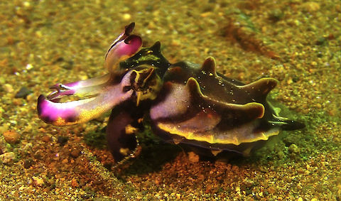 Flambuoyant Cuttlefish - Metasepia pfefferi  Bali,Cuttlefish,Flambuoyant Cuttlefish,Geotagged,Indonesia,Metasepia pfefferi