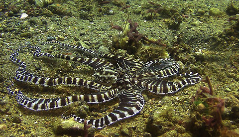Mimic Octopus - Thaumoctopus mimicus  Bali,Geotagged,Indonesia,Mimic octopus,Octopus,Thaumoctopus mimicus