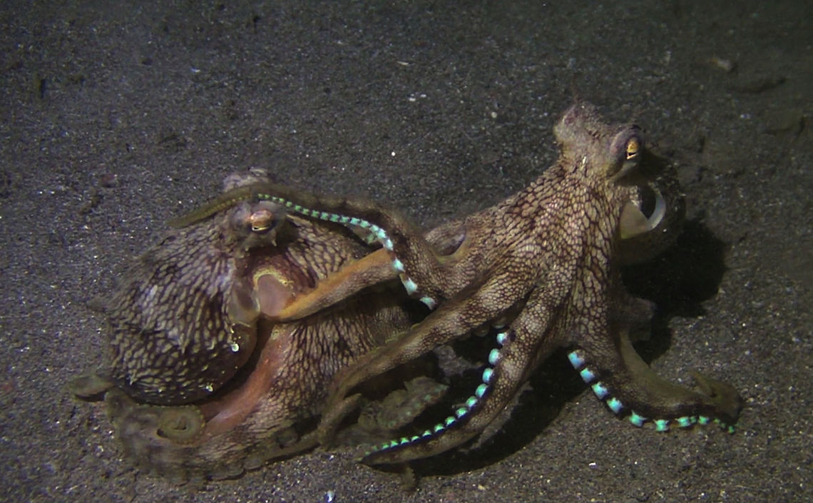 Coconut/Veined Octopus - Amphioctopus marginatus  Amphioctopus marginatus,Coconut octopus,Geotagged,Indonesia,Octopus,Padang Bai,Veined Octopus