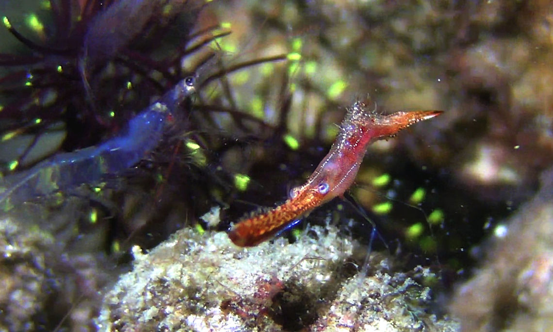 Plume Tail Shrimp - Leander Plumosus The Plume Tail Shrimp - Leander Plumosus is aso known as Donald Duck Shrimp Bali,Donald Duck Shrimp,Geotagged,Indonesia,Leander Plumosus,Pipefish Shrimp,Plume Tail Shrimp,Shrimp