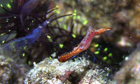 Plume Tail Shrimp - Leander Plumosus The Plume Tail Shrimp - Leander Plumosus is aso known as Donald Duck Shrimp Bali,Donald Duck Shrimp,Geotagged,Indonesia,Leander Plumosus,Pipefish Shrimp,Plume Tail Shrimp,Shrimp