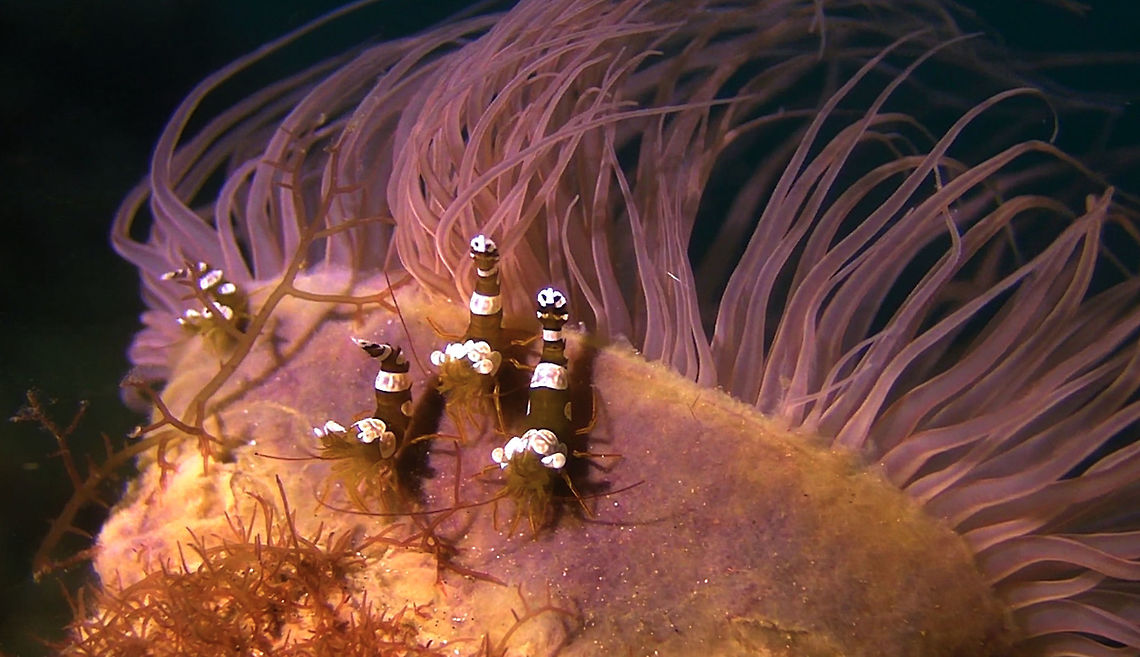 Sexy Squat Shrimp - Thor amboinensis  Bali,Geotagged,Indonesia,Sexy shrimp,Shrimp,Thor amboinensis