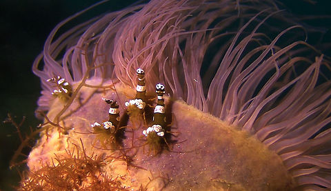 Sexy Squat Shrimp - Thor amboinensis  Bali,Geotagged,Indonesia,Sexy shrimp,Shrimp,Thor amboinensis