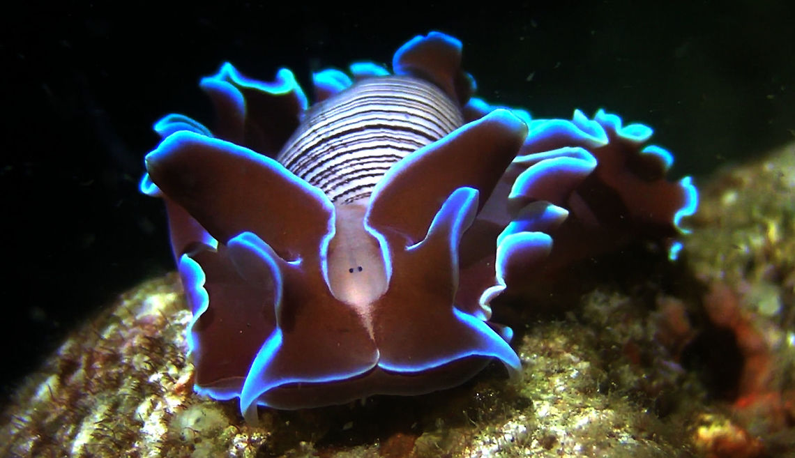 Rose Petal Bubble Snail - Hydatina physis  Bali,Bubble Snail,Geotagged,Hydatina physis,Indonesia,Rose Petal Bubble Snail,Snail