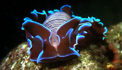 Rose Petal Bubble Snail - Hydatina physis  Bali,Bubble Snail,Geotagged,Hydatina physis,Indonesia,Rose Petal Bubble Snail,Snail