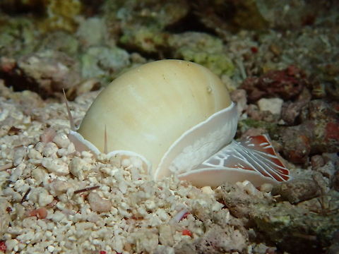 Sea Snail - Naticarius orientalis A predatory Sea Snail - Naticarius orientalis are usually seen at night time out hunting.  They buries themselves into the sand when disturbed and are probably hiding under sands during day time. Cebu,Geotagged,Malapascua,Naticarius orientalis,Philippines,Sea Snail,Snail,Spring