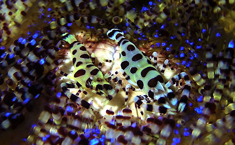 Coleman Shrimp - Periclimenes colemani  Bali,Coleman Shrimp,Geotagged,Indonesia,Periclemenes colemani,Periclimenes colemani,Shrimp