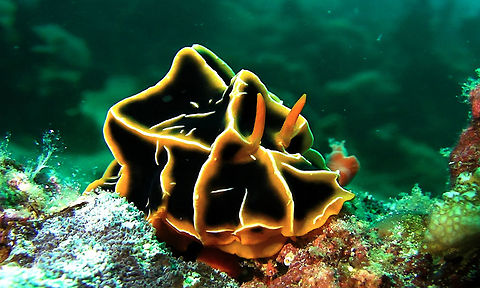 Nudibranch - Reticulidia halgerda  Bali,Geotagged,Indonesia,Nudibranch,Reticulidia halgerda