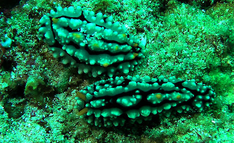 Sea Slug - Phyllidia elegans  Bali,Elegant Phyllidia,Geotagged,Indonesia,Phyllidia elegans,Sea Slug