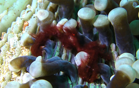 Orang Utan Crab - Achaeus japonicus  Achaeus japonicus,Bali,Crab,Geotagged,Indonesia,Orang-utan crab