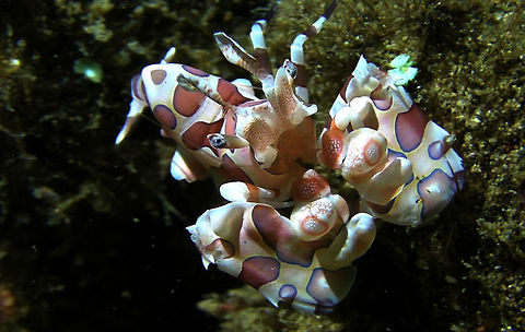 Harlequin Shrimp - Hymenocera picta  Bali,Geotagged,Harlequin shrimp,Hymenocera picta,Indonesia,Shrimp