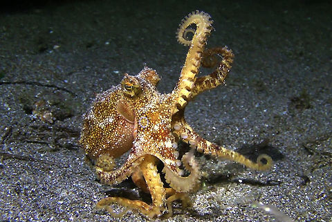 Ocellated Blue-Ringed Octopus - Amphioctopus mototi  Amphioctopus mototi,Bali,Geotagged,Indonesia,Occelated Blue-ringed Octopus,Octopus