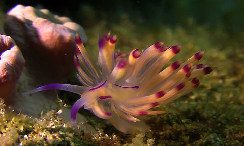 Nudibranch - Flabellina rubrolineata  Bali,Flabellina rubrolineata,Geotagged,Indonesia,Nudibranch,Red-lined flabellina