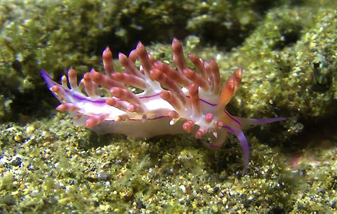 Nudibranch - Flabellina Rubrolineata  Bali,Flabellina rubrolineata,Geotagged,Indonesia,Nudibranch,Red-lined flabellina