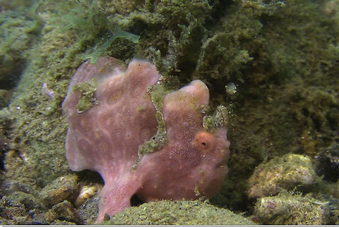 Painted Frogfish - Antennarius pictus  Antennarius pictus,Bali,Fish,Frogfish,Geotagged,Indonesia,Painted frogfish