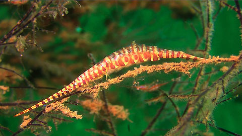 Saw Blade Shrimp - Tozeuma armatum  Bali,Geotagged,Indonesia,Saw-blade shrimp,Shrimp,Tozeuma armatum