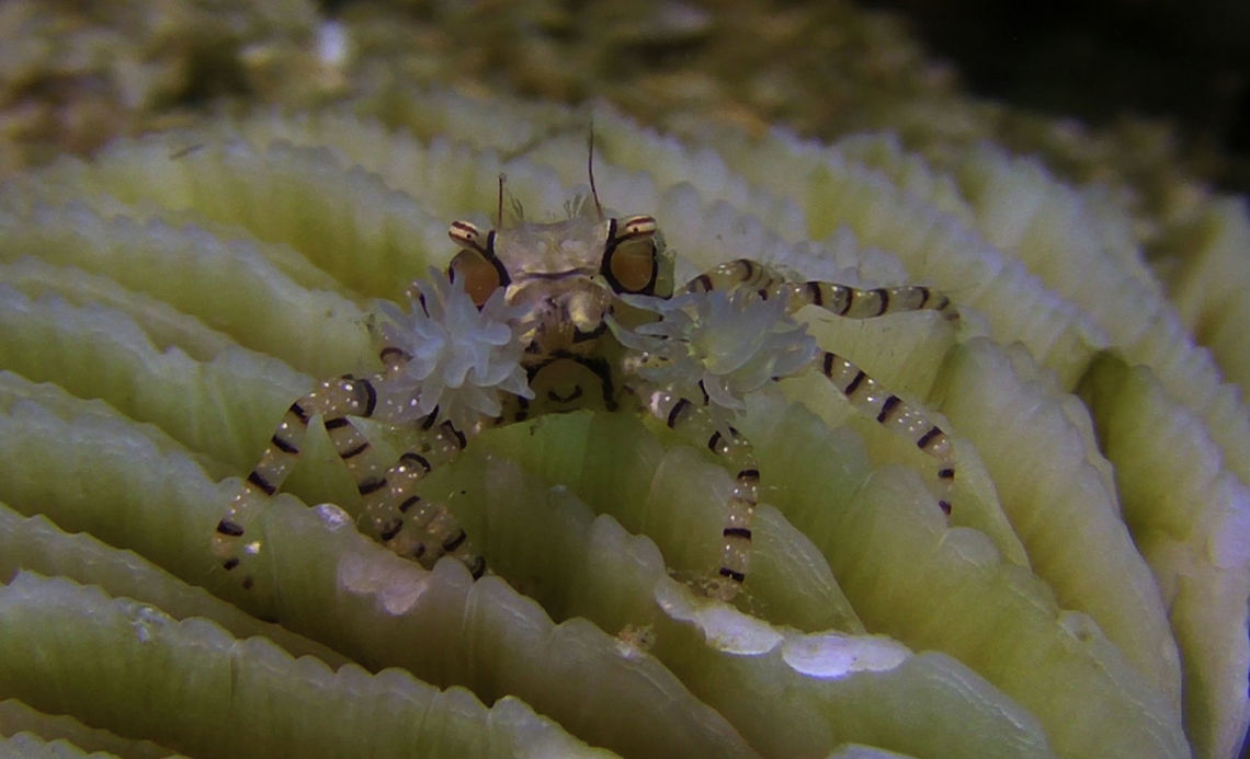 Boxer Crab - Lybia edmondsoni  Bali,Boxer Crab,Crab,Geotagged,Indonesia,Lybia caestifera,Lybia tessellata,Pom-pom crab