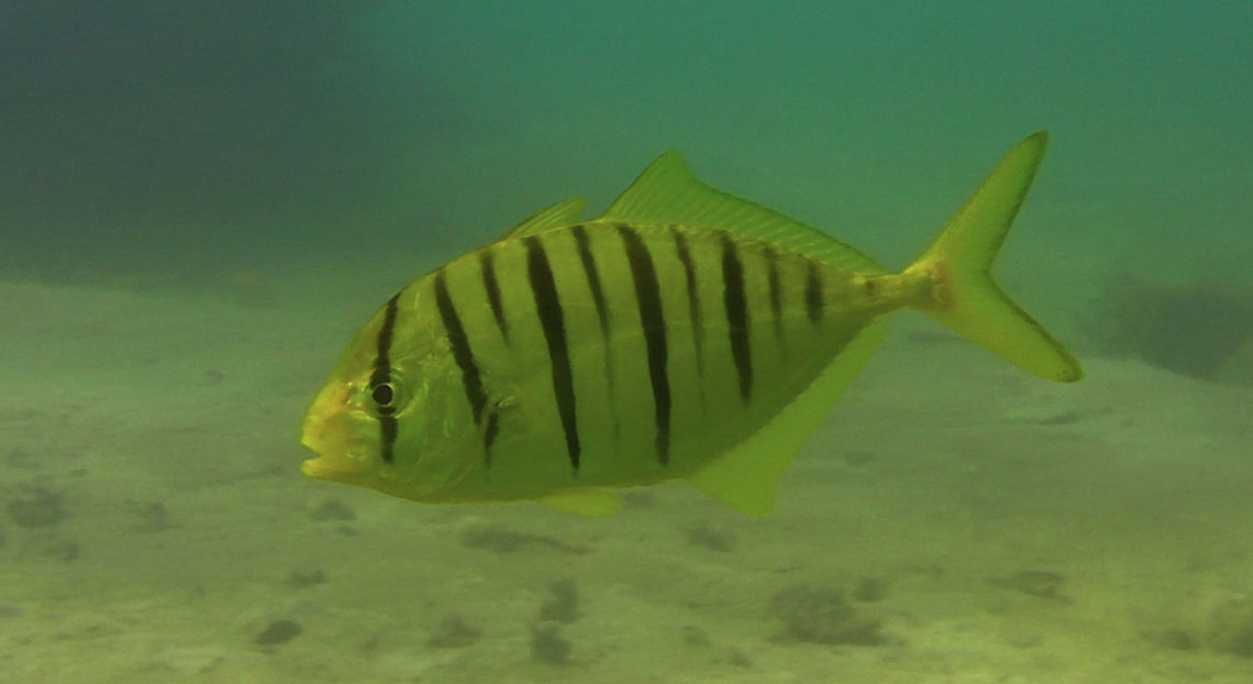 Golden Trevally - Gnathanodon speciosus  Bali,Fish,Geotagged,Gnathanodon speciosus,Golden trevally,Indonesia,Jack,Pilot Jack