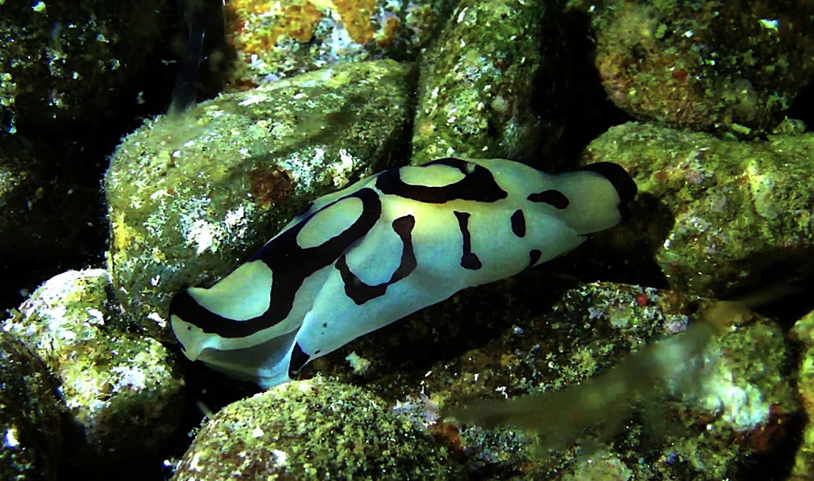 Pilbry's Head Shield Slug - Philinopsis pilsbryi  Bali,Geotagged,Indonesia,Philinopsis pilsbryi,Pilsbryi Head Shield Slug,Sea Slug