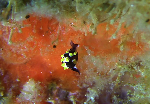 Colpodaspis thompsoni