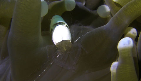 Egg Shell Shrimp - Hamopontonia fungicola The Egg Shell Shrimp - Hamopontonia fungicola is small in size, usually around 1 - 1.5 cm and are mostly found living in Mushroom Corals.  The body is translucent with 2 white patches on its back, giving it, its common name - Egg Shell.  However, this 2 white patches serves to camouflage them in their Mushroom Coral host, as the tentacles of the Mushroom Corals have a round white tip. Bali,Egg Shell Shrimp,Eggshell Shrimp,Geotagged,Hamopontonia fungicola,Indonesia,Shrimp