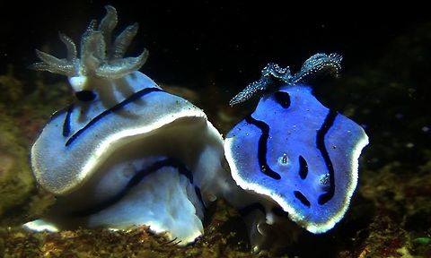 Nudibranch - Chromodoris willani  Bali,Chromodoris willani,Geotagged,Indonesia,Nudibranch