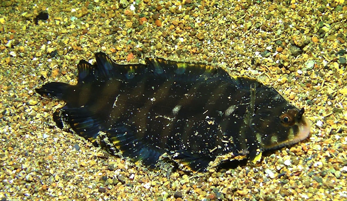 Juvenile Banded Sole - Soleichthys heterorhinos  Bali,Banded Sole,Fish,Geotagged,Indonesia,Sole,Soleichthys heterorhinos