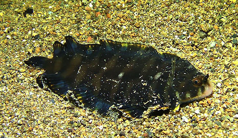 Juvenile Banded Sole - Soleichthys heterorhinos  Bali,Banded Sole,Fish,Geotagged,Indonesia,Sole,Soleichthys heterorhinos
